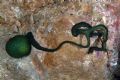Bonellia viridis